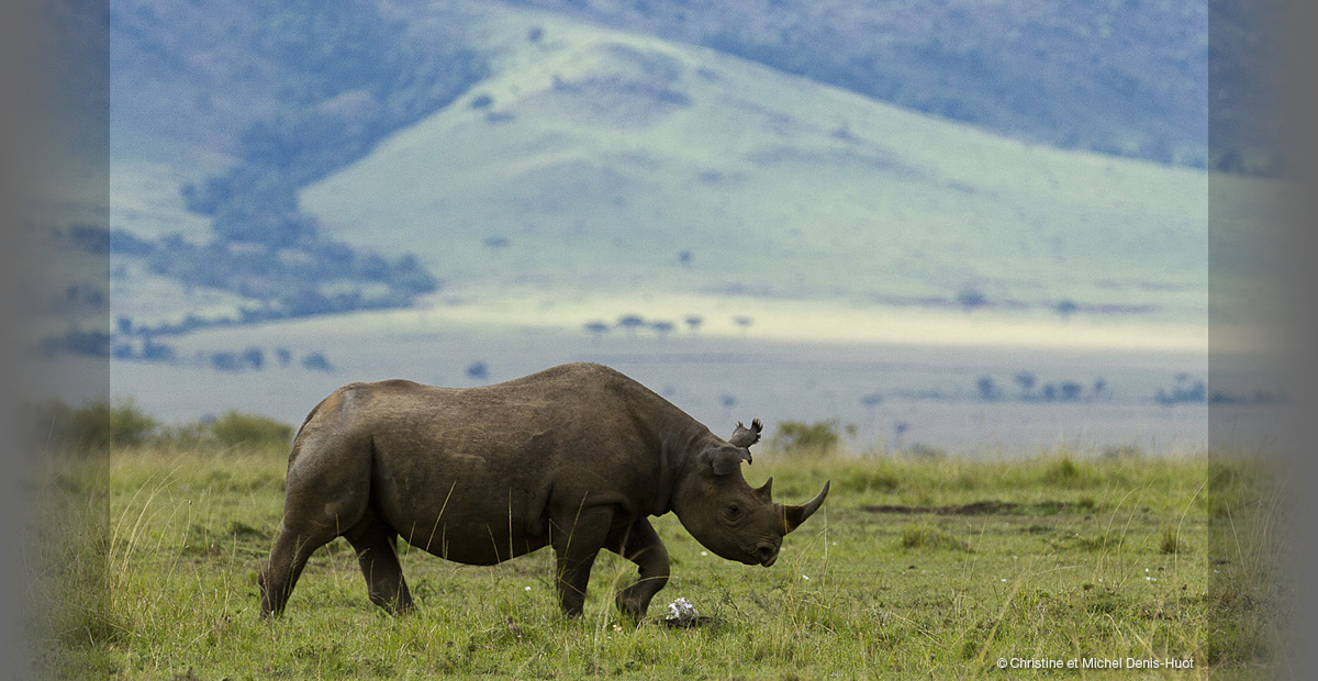 banner-help-the-rhinos